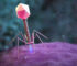 Large genome models used to design new viruses