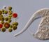 AI disqualification yields new Nikon Small World in Motion winner